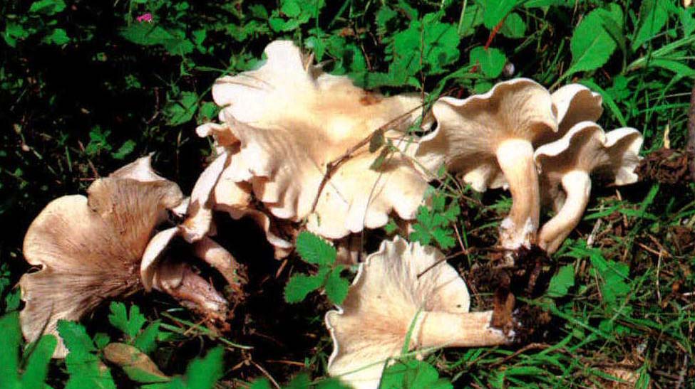 Leucopaxillus alboalutaceus (Moell.et Schaeff.) Moell.